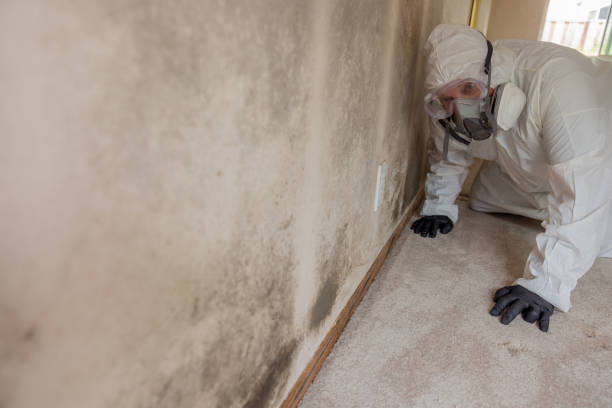 Why You Should Choose Our Mold Remediation Services in Sayville, NY